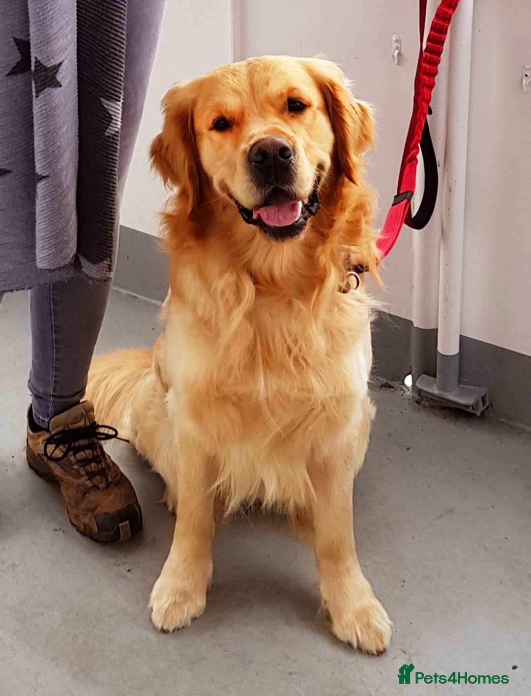 Golden Retriever dogs for sale: Confirmed litter of KC Golden Retriever puppies - Image 7