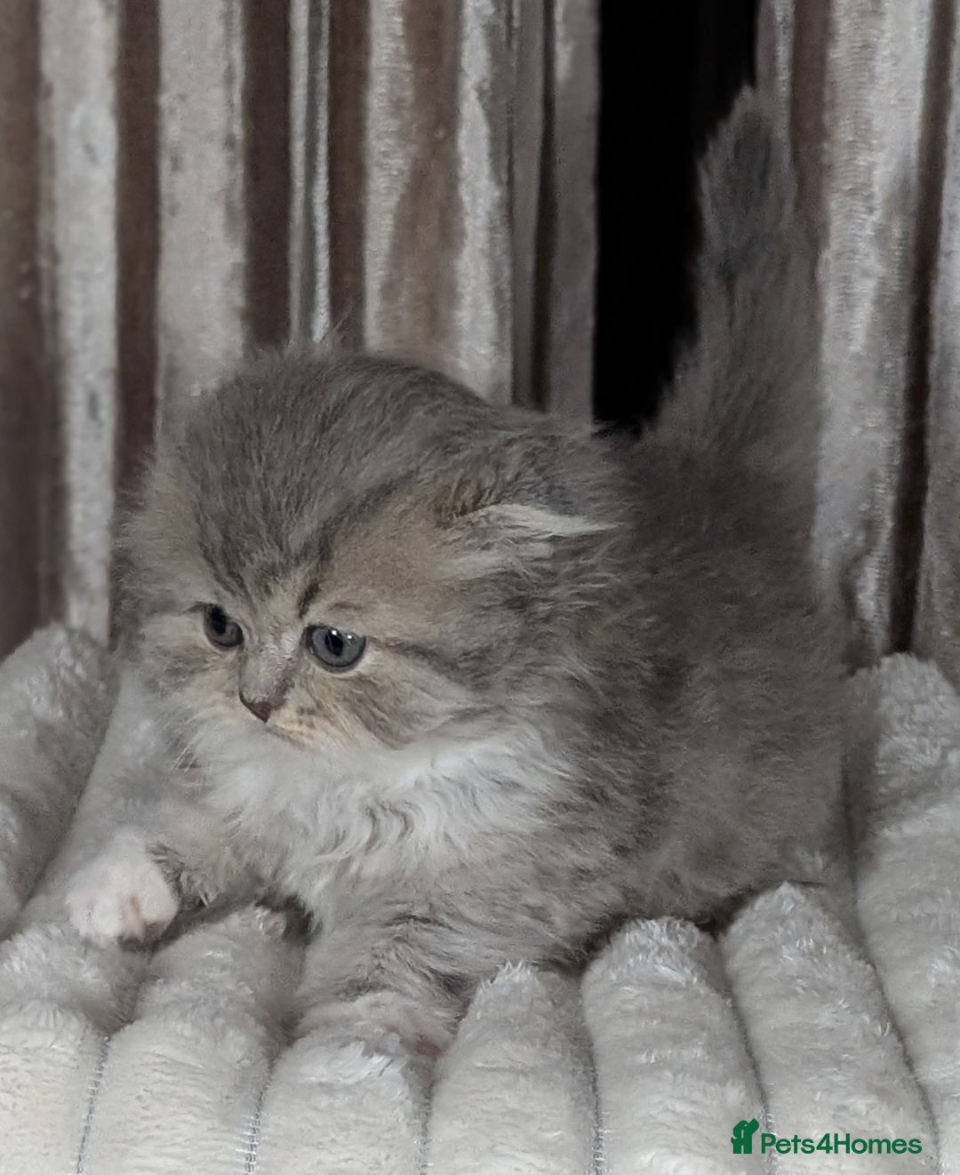 Scottish Fold cats for sale: 🐾TICA red ❣️SCOTTISH Fold•Straight - Advert 23