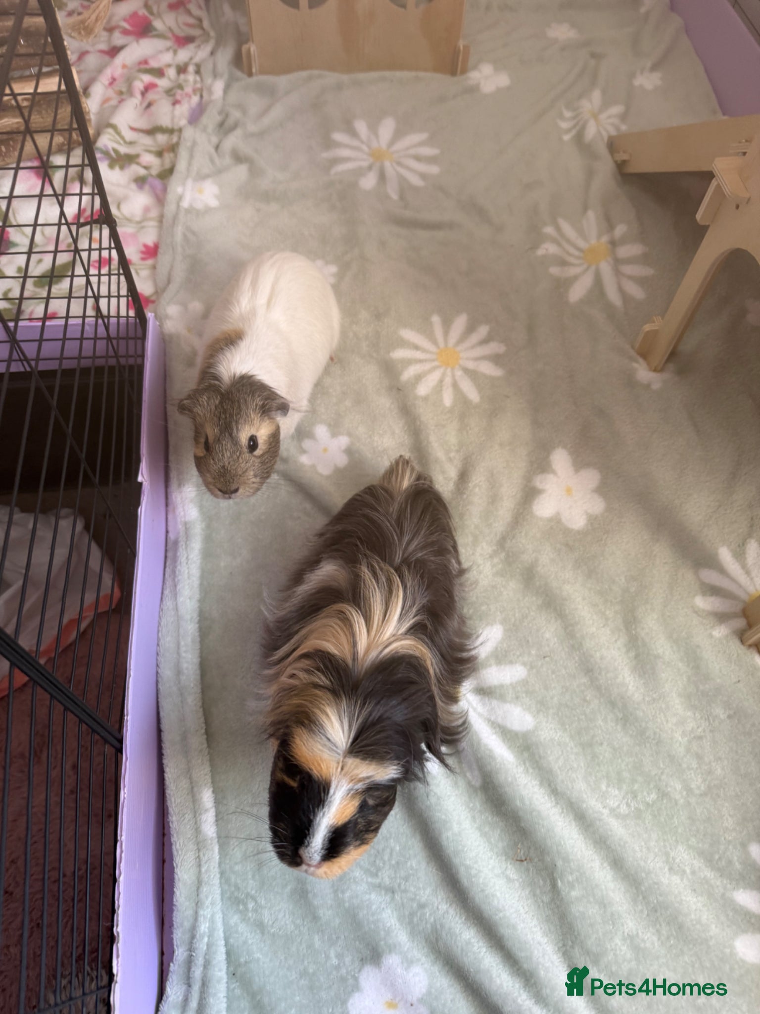 Guinea Pig rodents 2 Beautiful Guinea Pigs + Luxury Full Setup - Advert 2