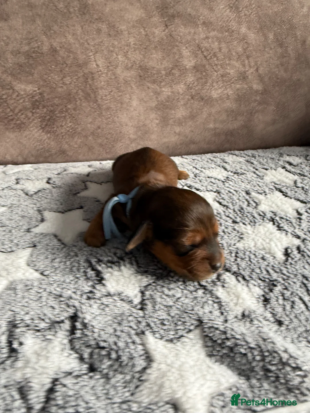 Miniature Dachshund dogs for sale: Beautiful Long hair dachshund KC reg & PRA clear  - Advert 35