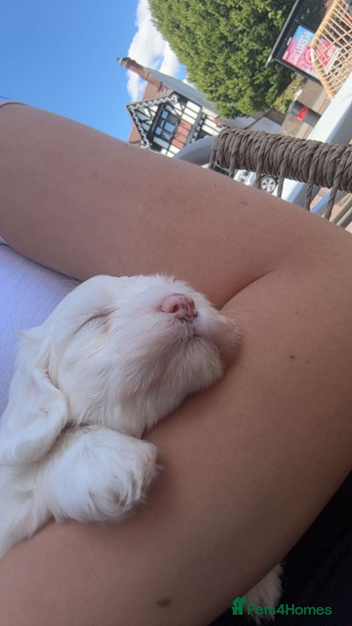 Bichon Frise dogs 🐶 Puppies Looking for Their Forever Homes 🐶 - Advert 22