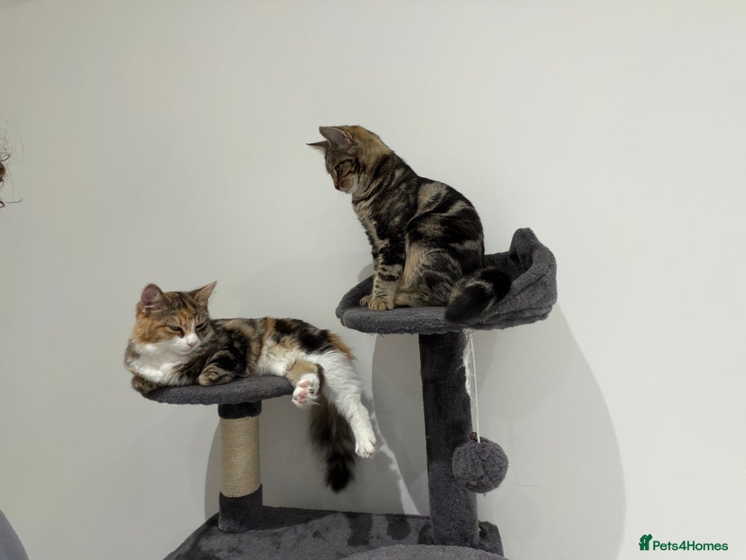 Mixed Breed cats for sale: 2 female cats - Advert 2