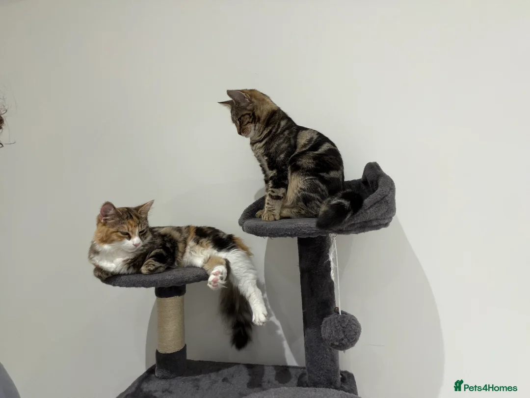 Mixed Breed cats for sale: 2 female cats - Advert 2