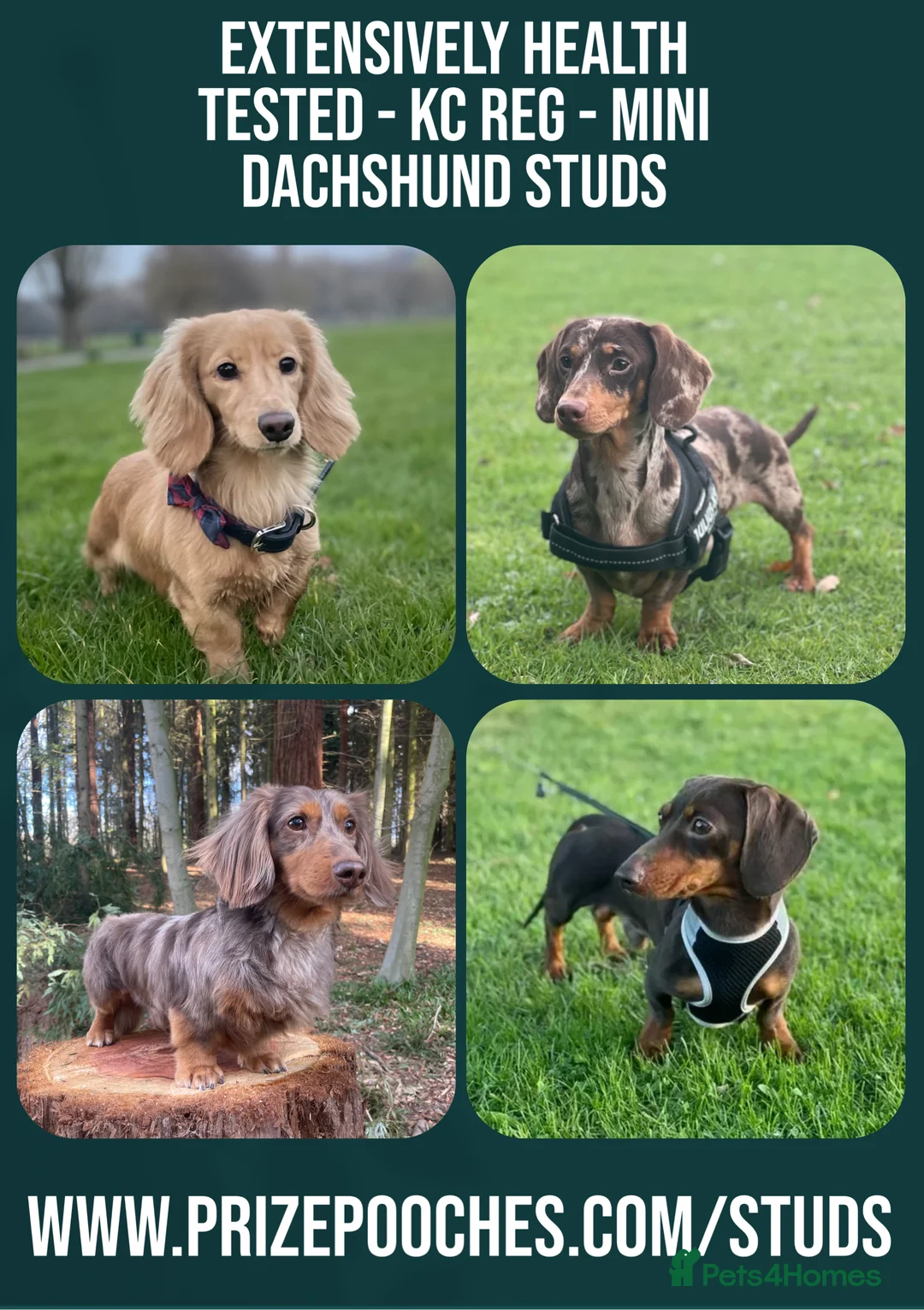 Miniature Dachshund dogs for stud: ✨Kc mini long haired dapple✨ 17 champions✨ in Romford - Advert 3
