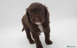 Australian Labradoodle dogs for sale: 🧡💚💙Unique Phantom &  Brown & Tuxedo 💙💚🧡 - Image 10