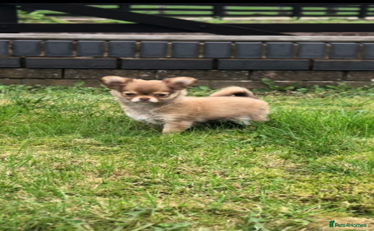 Chihuahua dogs - Advert 7