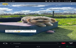 Mixed Breed dogs for sale: Honey - Cavashipoo  - Image 1