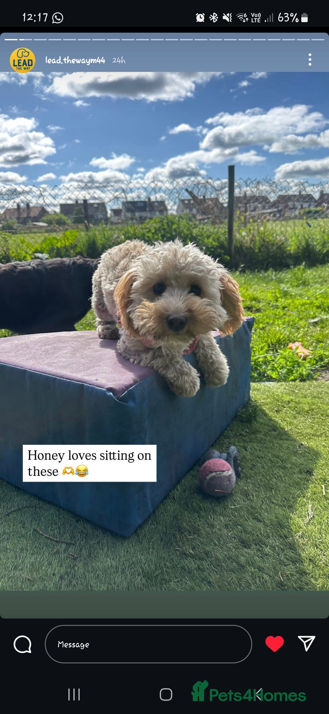 Mixed Breed dogs for sale: Honey - Cavashipoo  - Image 1