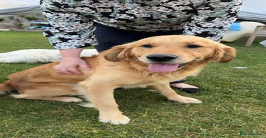 Golden Retriever dogs - Advert 9