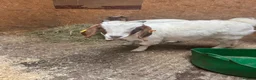 Goats livestock for sale: 2x Weather Boer Goats - Advert 2