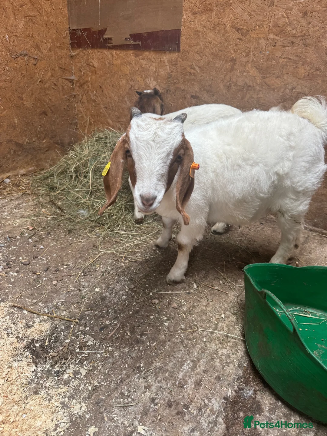 Goats livestock for sale: 2x Weather Boer Goats - Advert 2