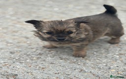 Chihuahua dogs for sale: Long hair Chihuahua boy  - Image 1