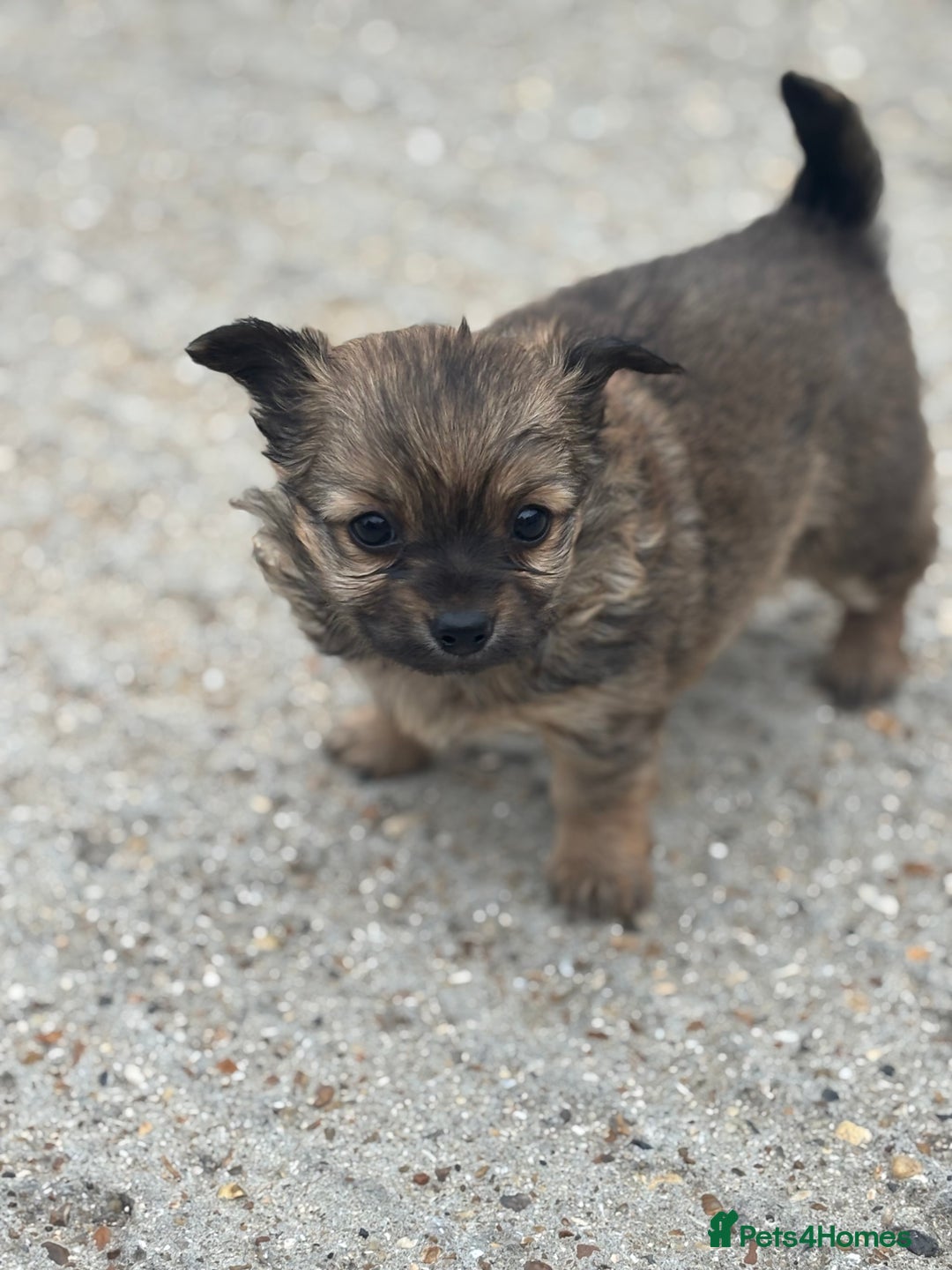 Chihuahua dogs for sale: Long hair Chihuahua boy  - Image 1