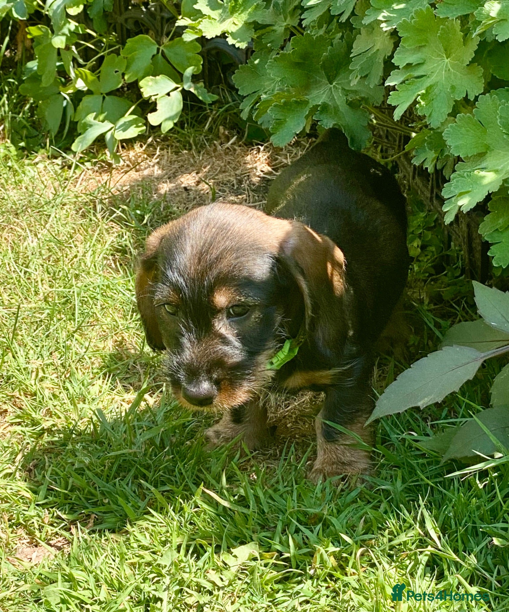 Dachshund dogs Quality Wirehaired Dachshund Puppies (STD) Teckels - Advert 1