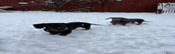 Miniature Dachshund dogs for sale: Miniature Dachshund Puppies in Bridlington - Advert 8
