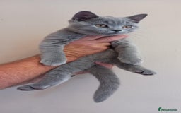 British Shorthair cats for sale: *Nearly Ready* GCCF Registered BSH Kittens  - Image 4
