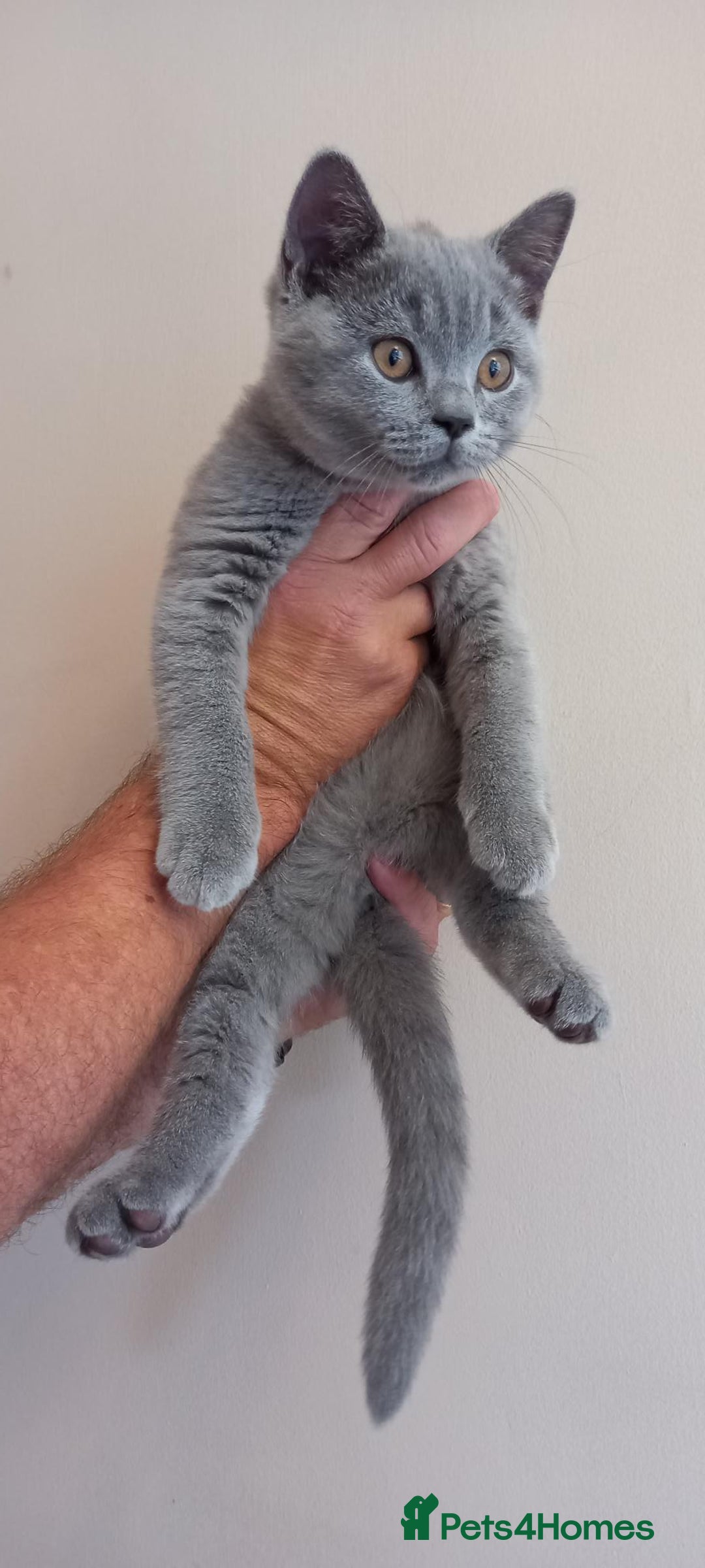 British Shorthair cats for sale: *Nearly Ready* GCCF Registered BSH Kittens  - Image 4