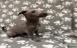Whippet dogs for sale: Kc whippet puppies 0ne lovely blue boy available  - Image 1