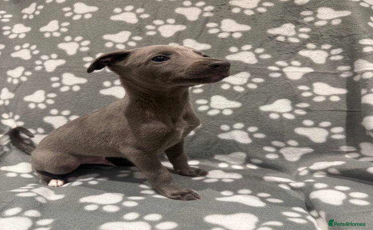 Whippet dogs - Advert 1