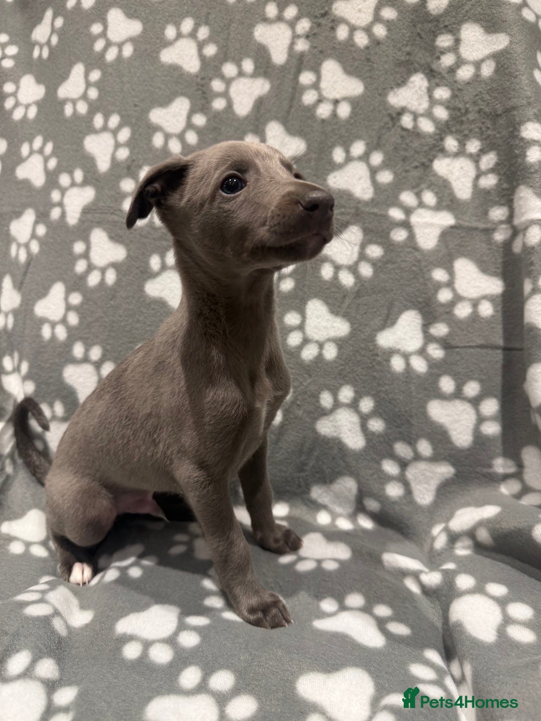 Whippet dogs for sale: Kc whippet puppies 0ne lovely blue boy available  - Image 1
