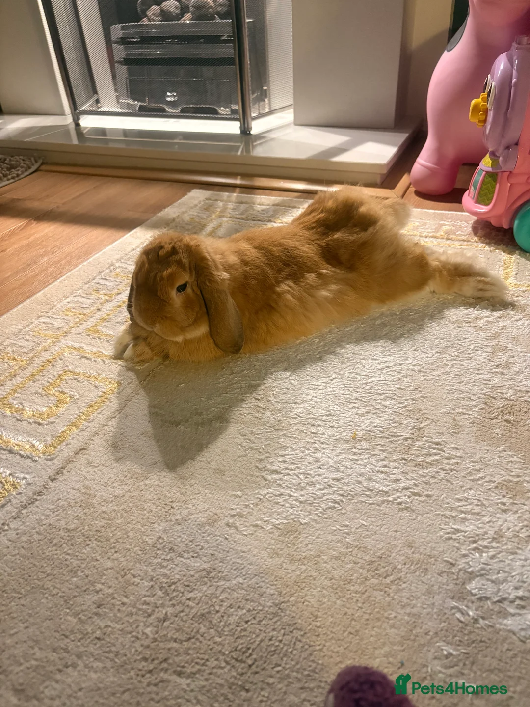 Mini Lop rabbits for sale: RESERVED-Leo-Adorable 10 months old mini lop male - Advert 4