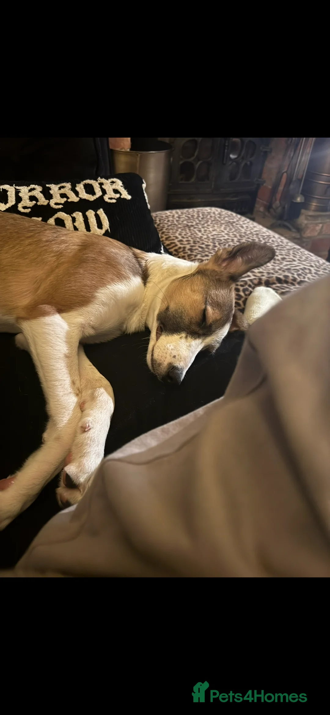 Mixed Breed dogs for sale: Six month old collie lurcher pup - Advert 4