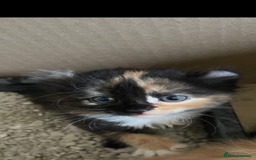 Mixed Breed cats for sale: Beautiful mixed breed kittens ragdoll x sphinx elf - Image 2
