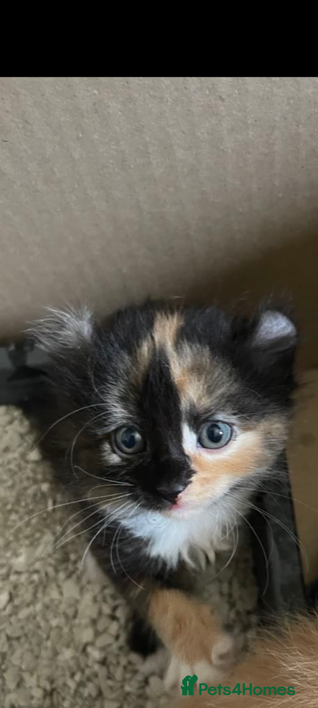 Mixed Breed cats for sale: Beautiful mixed breed kittens ragdoll x sphinx elf - Image 2