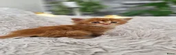 Mixed Breed cats for sale: Kittens - Advert 11