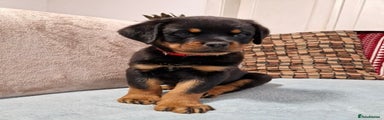 Rottweiler Puppy 3