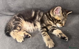Domestic Shorthair cats for sale: 3 Beautiful tabby x British Short Hair ready - Image 2