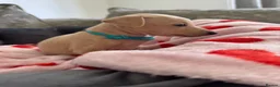 Italian Greyhound dogs for sale: 🏡 Italian greyhound puppies ready soon 🏡 - Advert 10