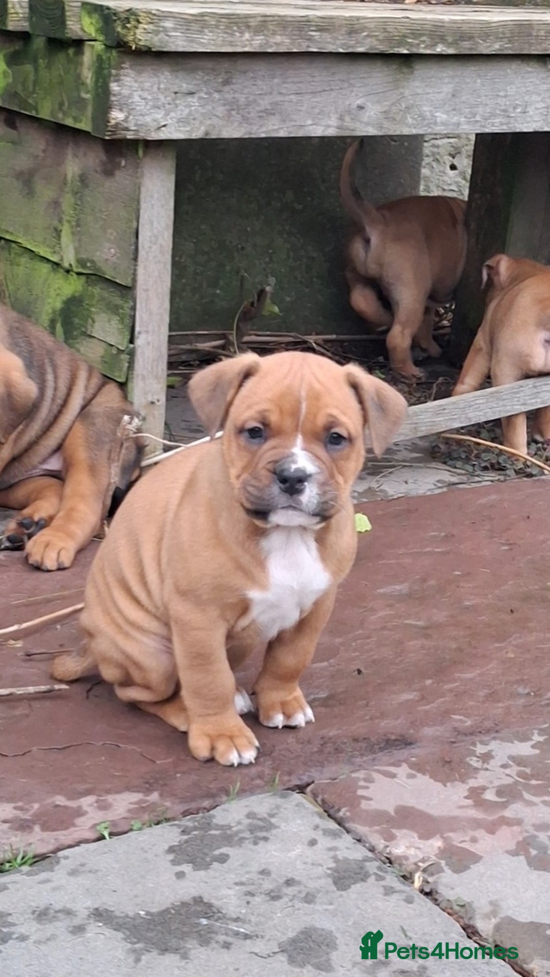 English Bulldog dogs for sale: Beautiful bulldog x rotty mastiff - Advert 9