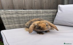 Mini Lop rabbits for sale: Beautiful baby mini lop rabbits  - Image 19