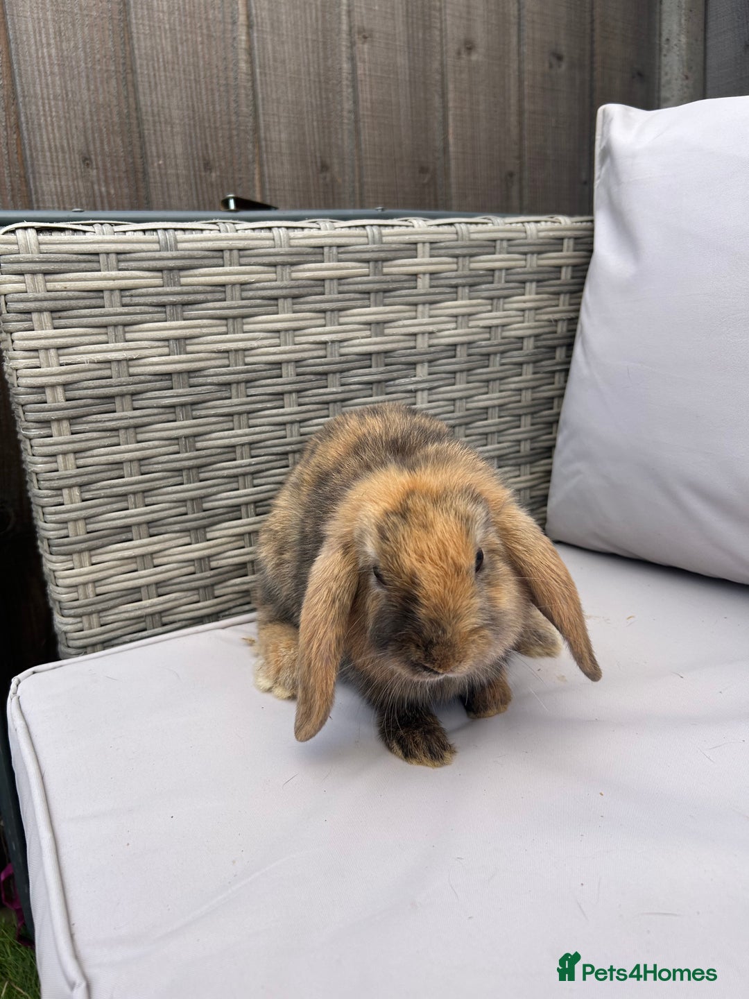 Mini Lop rabbits for sale: Beautiful baby mini lop rabbits  - Image 19