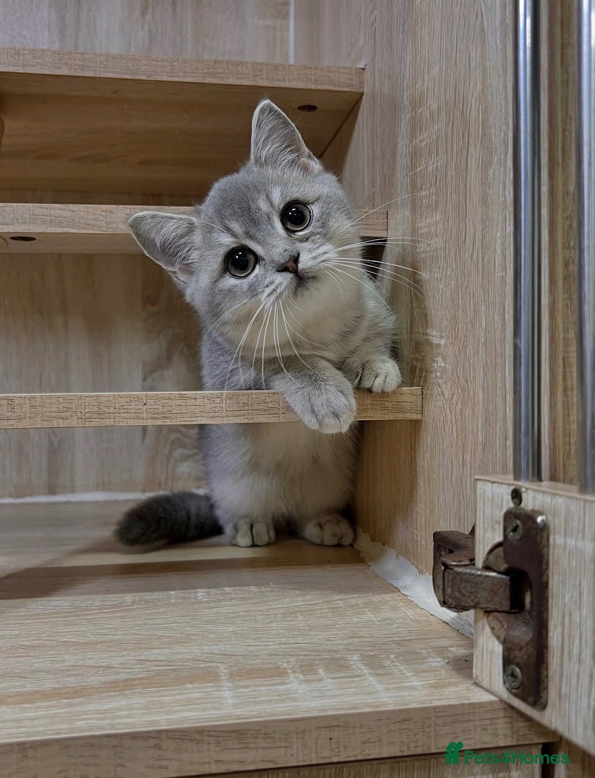 British Shorthair cats Friendly Blue/grey/golden British Shorthair Kitten - Advert 1