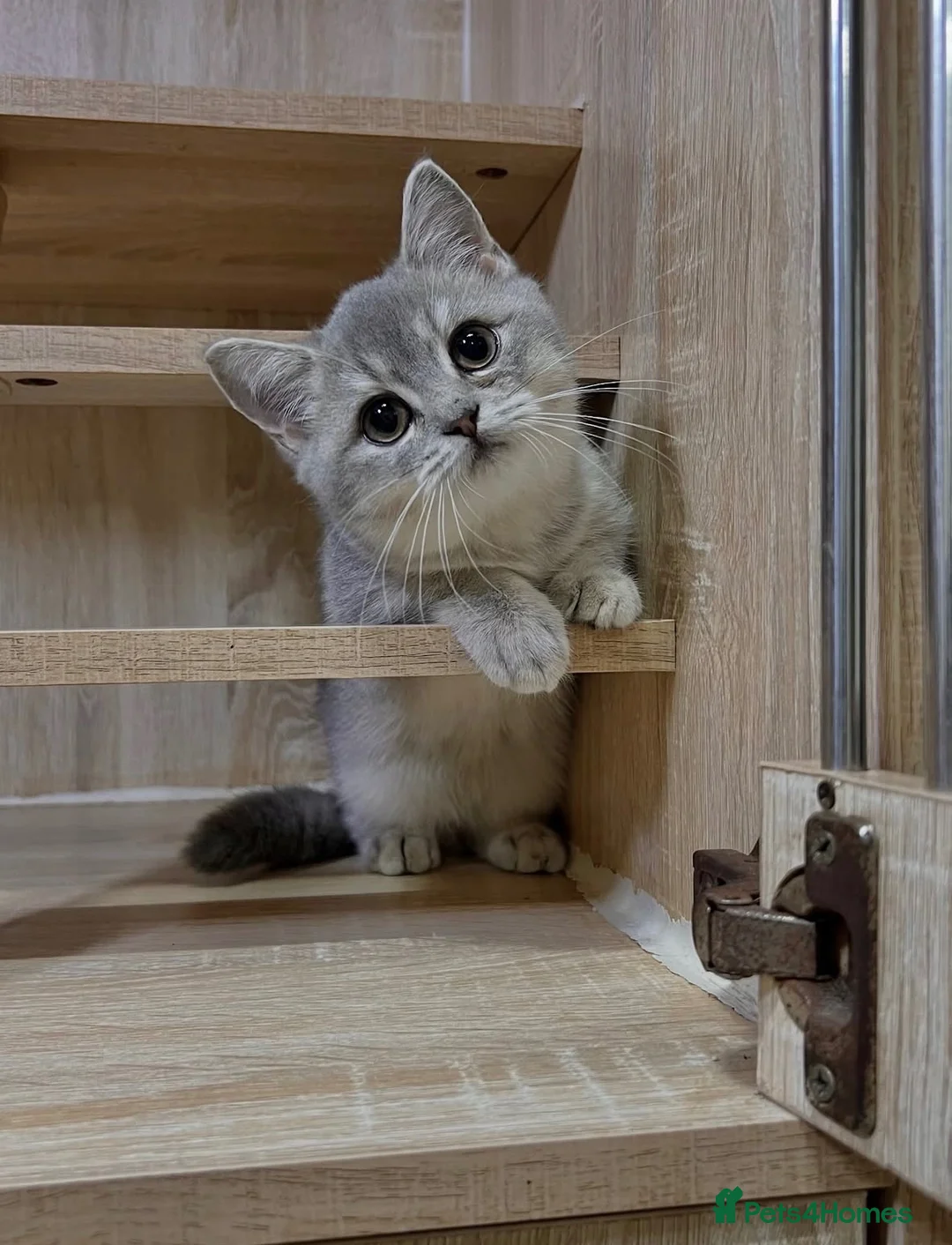 British Shorthair cats for sale: Friendly Blue/grey/golden British Shorthair Kitten - Advert 1