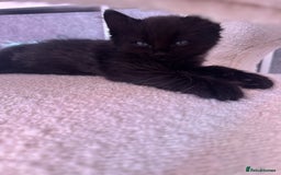 Ragdoll cats for sale: Half Ragdoll male kitten Last one  - Image 3