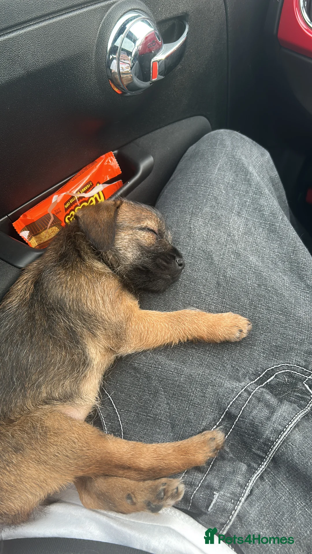 Border Terrier dogs for sale: Female KC registered Border Terrier  - Advert 9