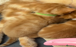 Mixed Breed cats for sale: Pure Ginger GIRLS - Image 15