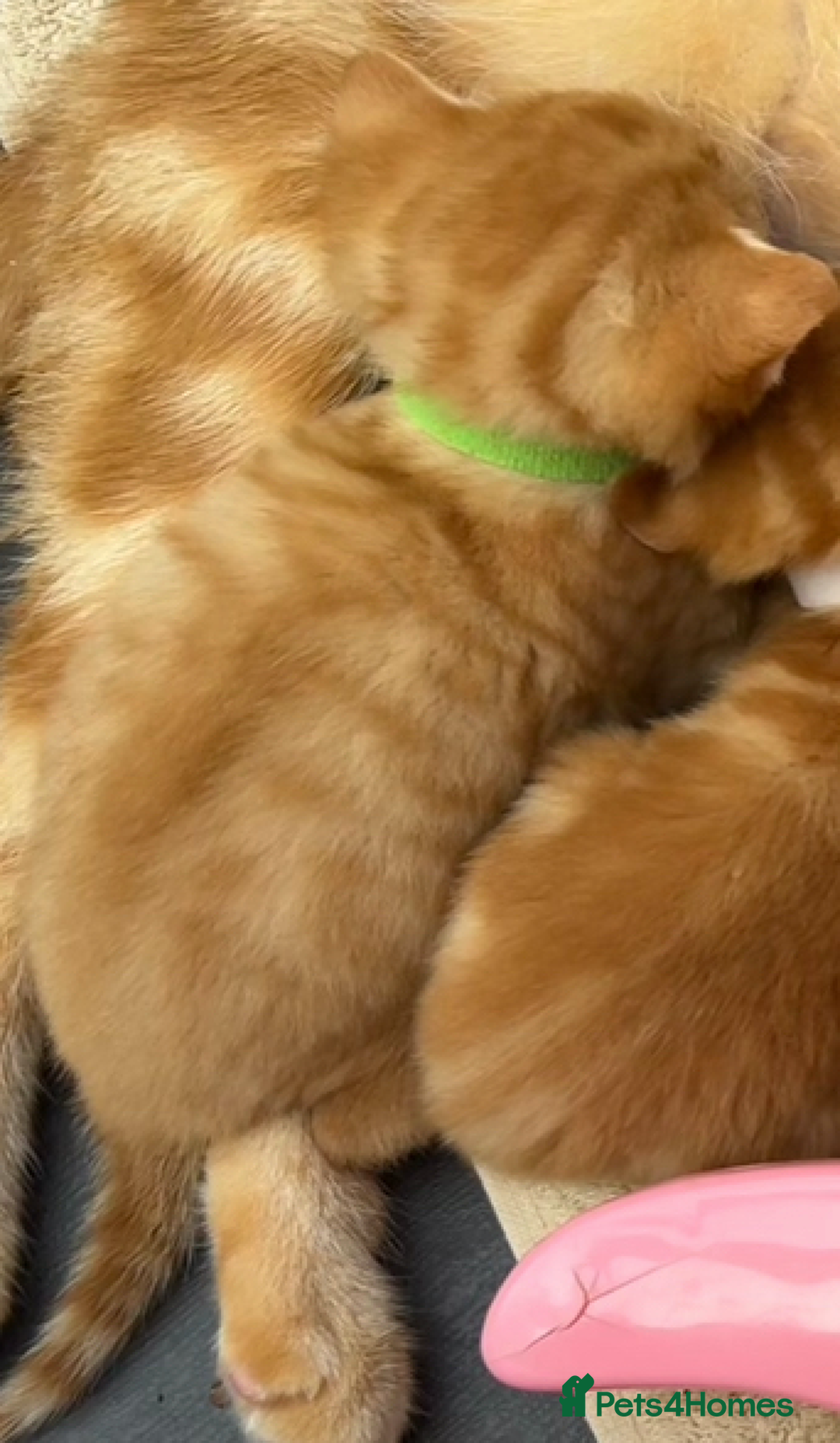 Mixed Breed cats for sale: Pure Ginger GIRLS - Image 15
