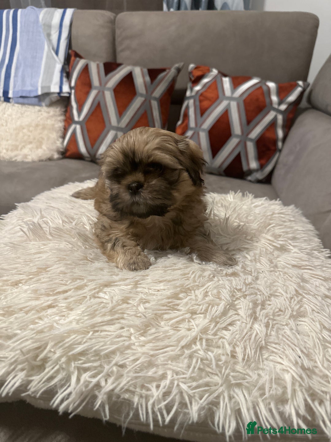 Shih Tzu dogs for sale: Shih Tzu puppies - Advert 9