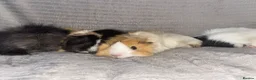 Guinea Pig rodents for sale: Guinea pigs for selling - Advert 17