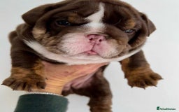 English Bulldog dogs for sale: Beautiful English bulldog puppies  - Advert 10