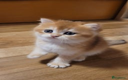 British Shorthair cats for sale: British shorthair kittens  - Image 2