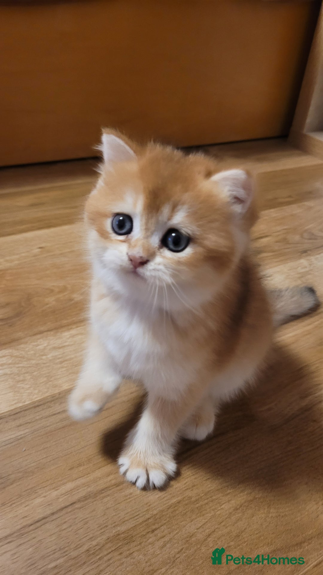 British Shorthair cats for sale: British shorthair kittens  - Image 2