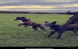 Lurcher dogs for sale: Lurcher - Image 8