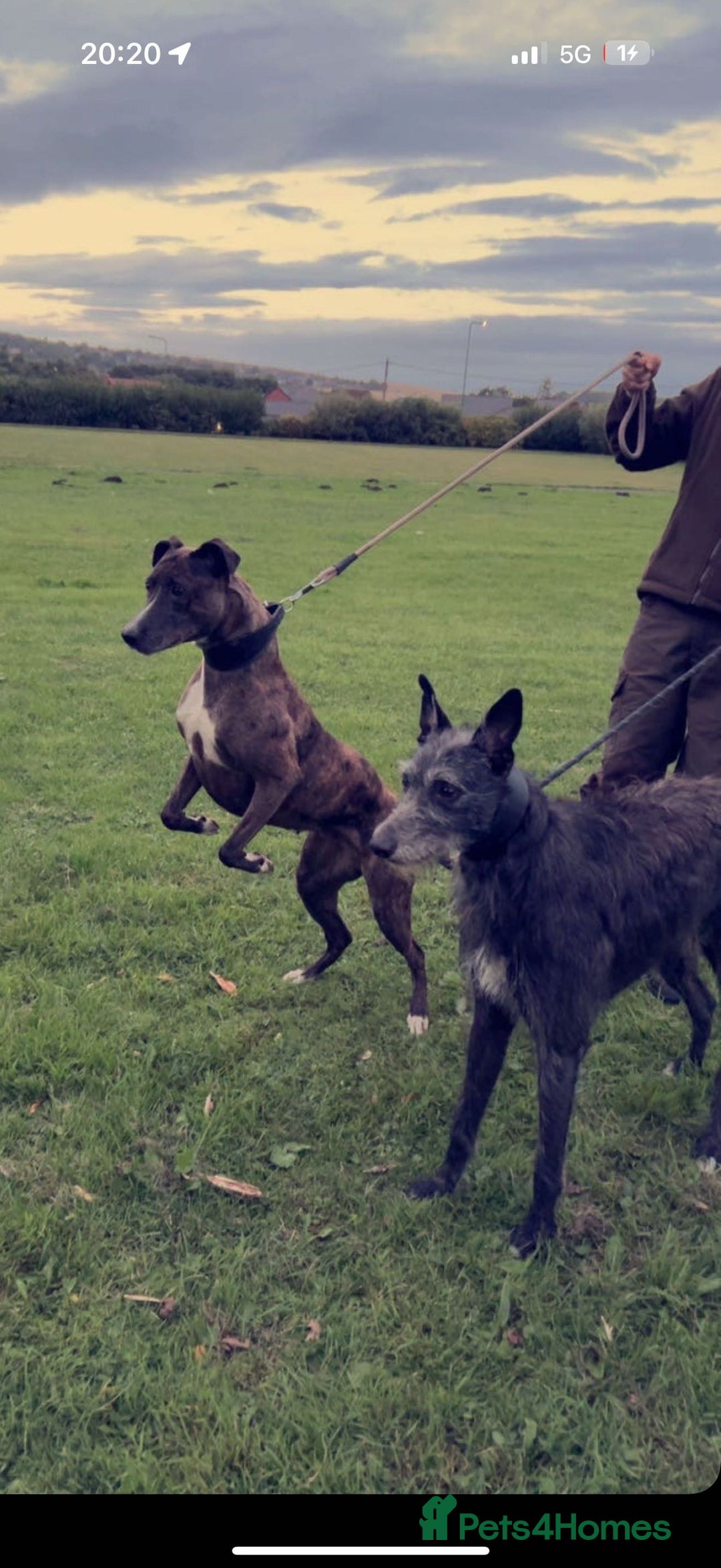 Lurcher dogs for sale: Lurcher - Image 8