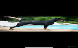 Dobermann dogs for sale: *Stunning Top/Best Bloodline Dobermanns For Sale* - Image 26