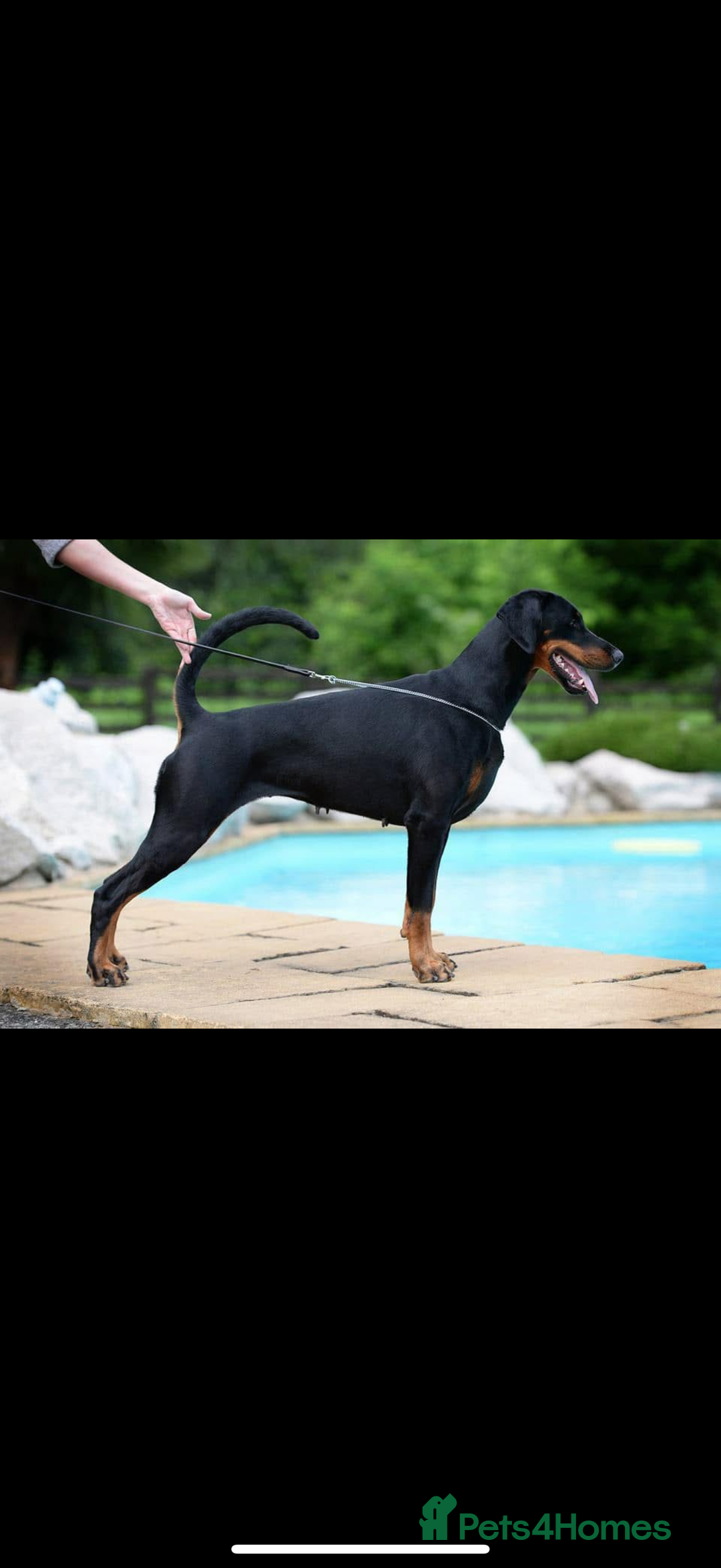 Dobermann dogs for sale: *Stunning Top/Best Bloodline Dobermanns For Sale* - Image 26